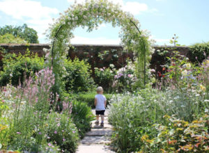 Max walking under rose covered archway at Mottisfont