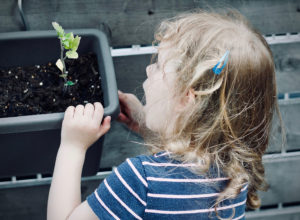 Little girl peering at growing seed in seed tray