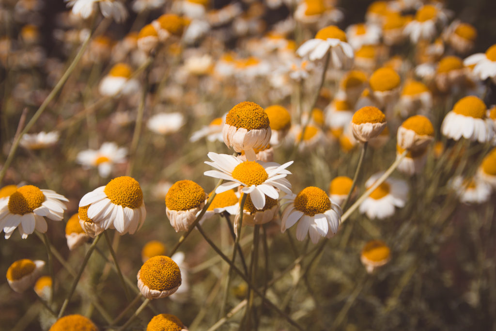 Close up of daisies in the wildflower meadow at Kew Gardens
