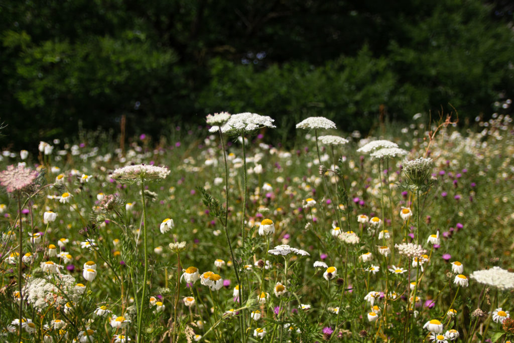 Wildflower meadow at The Hive at Kew Gardens. Cow parsley and daisies