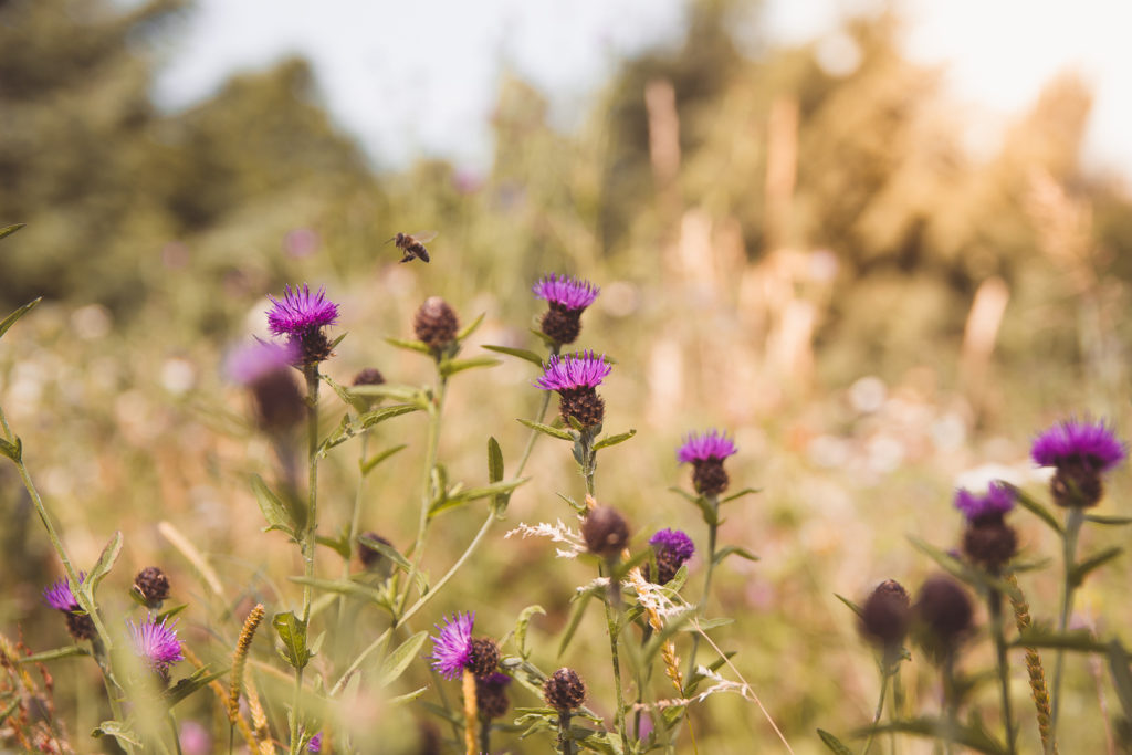 Close up of purple thistles in the wildflower meadow at The Hive, Kew Gardens