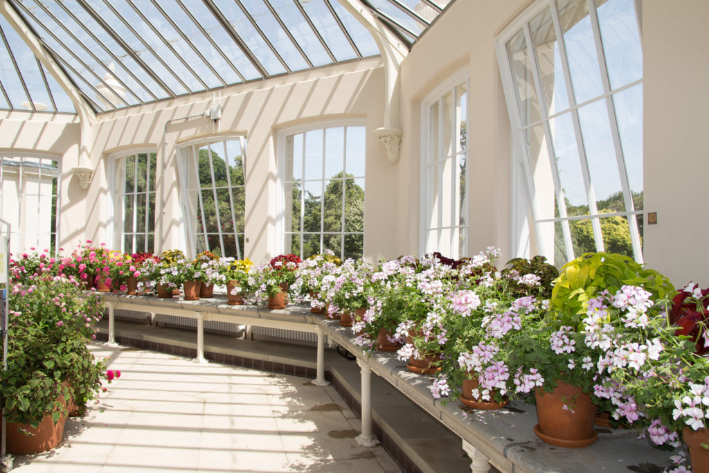 Geraniums in pots along the window sills in the octagonal glasshouse in the Temperate House at Kew Gardens