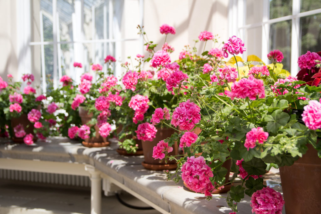 Pink geraniums in the Temperate House at Kew Gardens