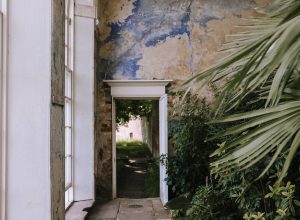 The orangery at Calke Abbey. View towards doorway, with flaking blue paint above, and huge palm tree to the right