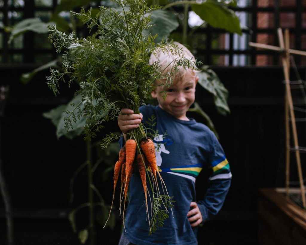 Little boy holding out a big bunch of freshly pulled carrots, covered in dirt. He has a big smile on his face and looks very proud